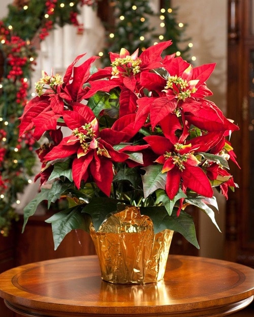 13 Of The Best Houseplants To Have This Holiday Season