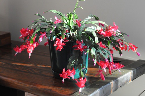 13 Of The Best Houseplants To Have This Holiday Season