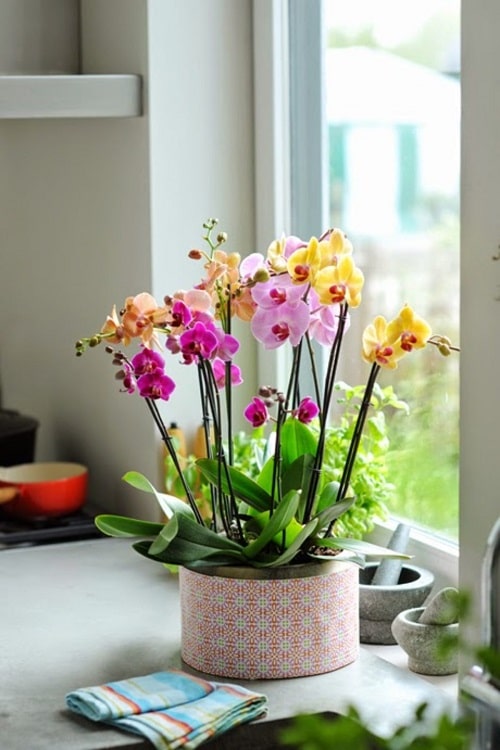 13 Of The Best Houseplants To Have This Holiday Season
