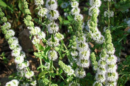 Plants that Repel Ticks