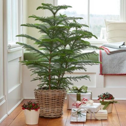 13 Of The Best Houseplants To Have This Holiday Season