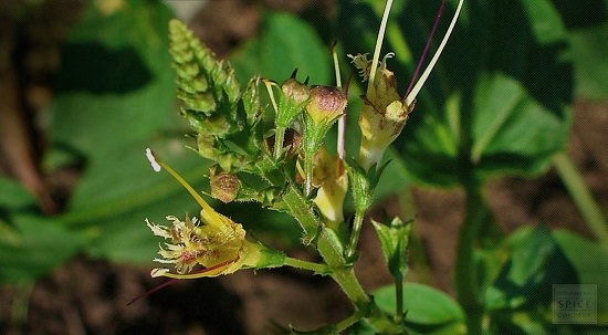 Mosquito Repelling Plants