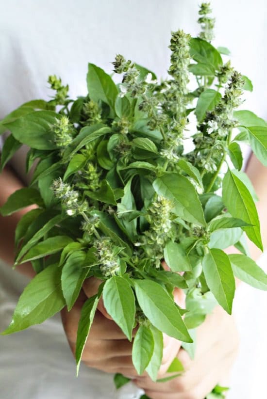 Perennial Plants that Repel Mosquitoes
