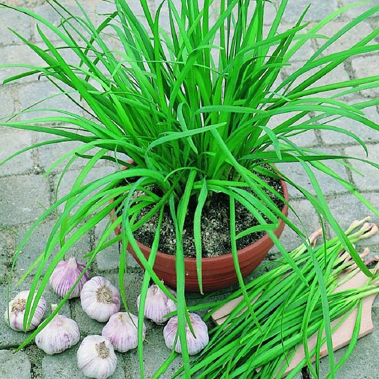 Plants that Repel Mosquitoes and Fleas