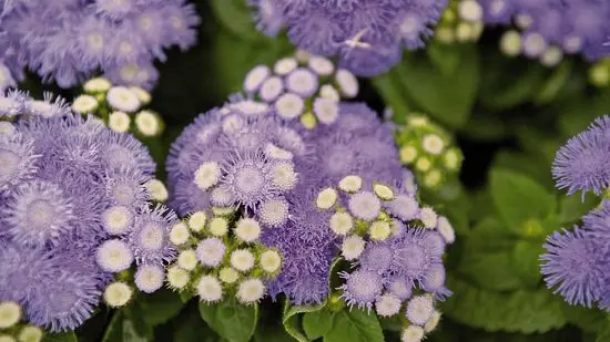 Mosquito Repellent Plants Indoor