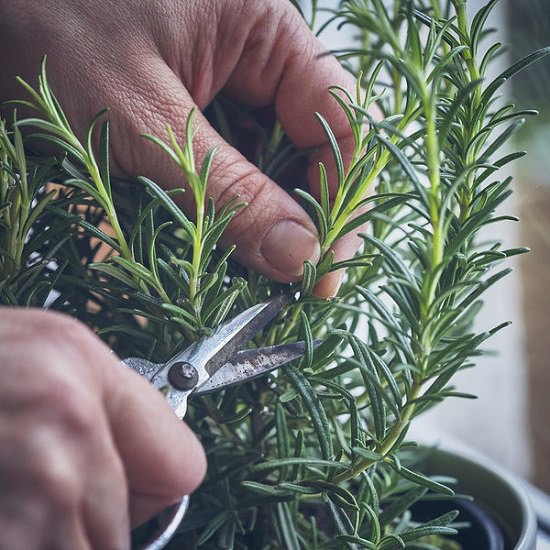 growing herbs from cuttings