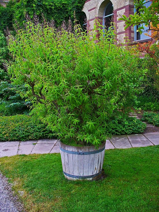 Plants that Repel Insects