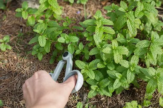 Herbs to Grow from Cuttings