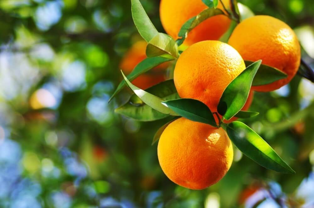 About Citrus Trees