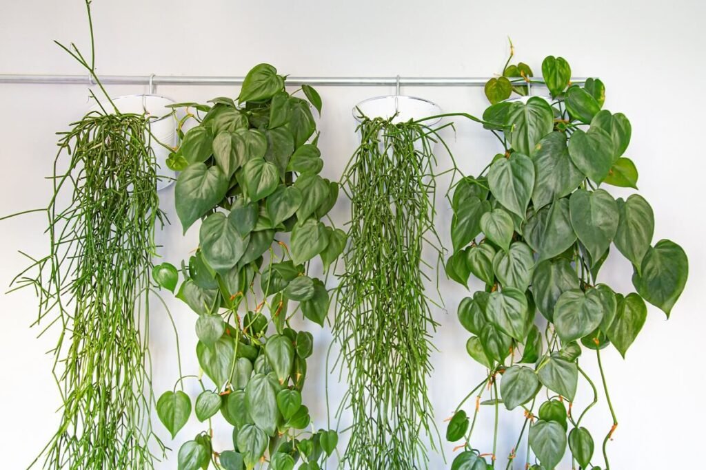 About Indoor Hanging Plants