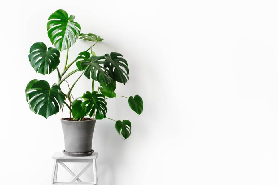 About Monstera Plants