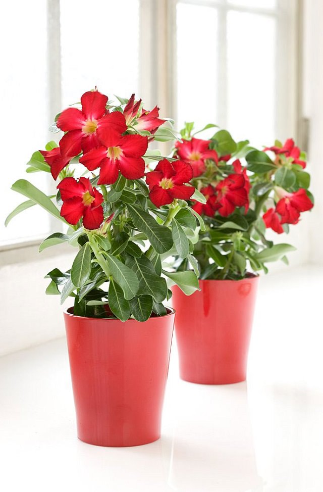 29 Wonderful Uncommon Houseplants you don't know