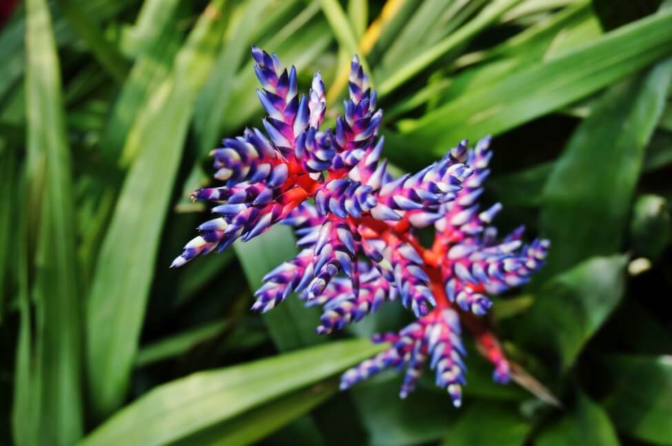 Aechmea 'Blue Rain' Bromeliad (Aechmea)