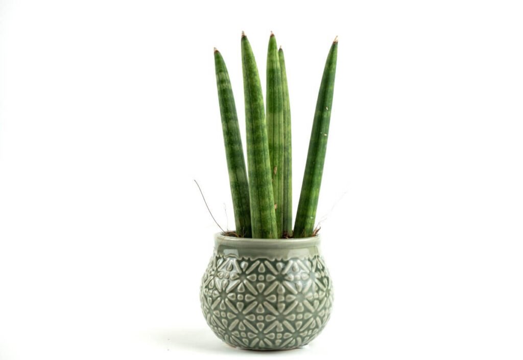 African Spear Plant (Sansevieria cylindrica)