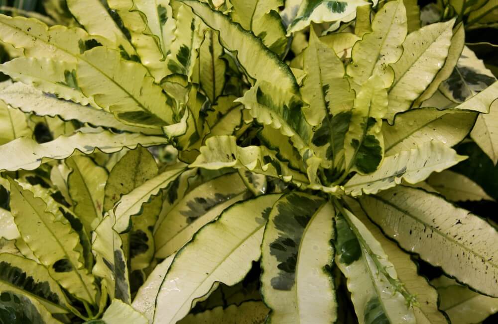 Andrew Croton (Codiaeum variegatum ‘Andrew’)