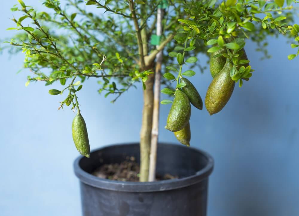 Australian Finger Lime (Microcitrus australasica)