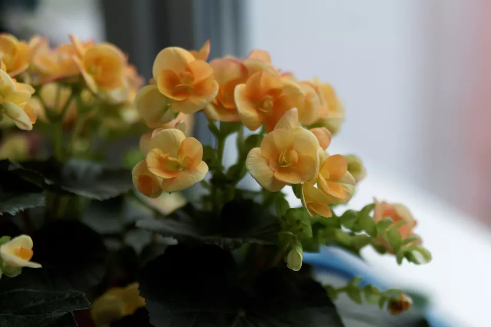 Begonias