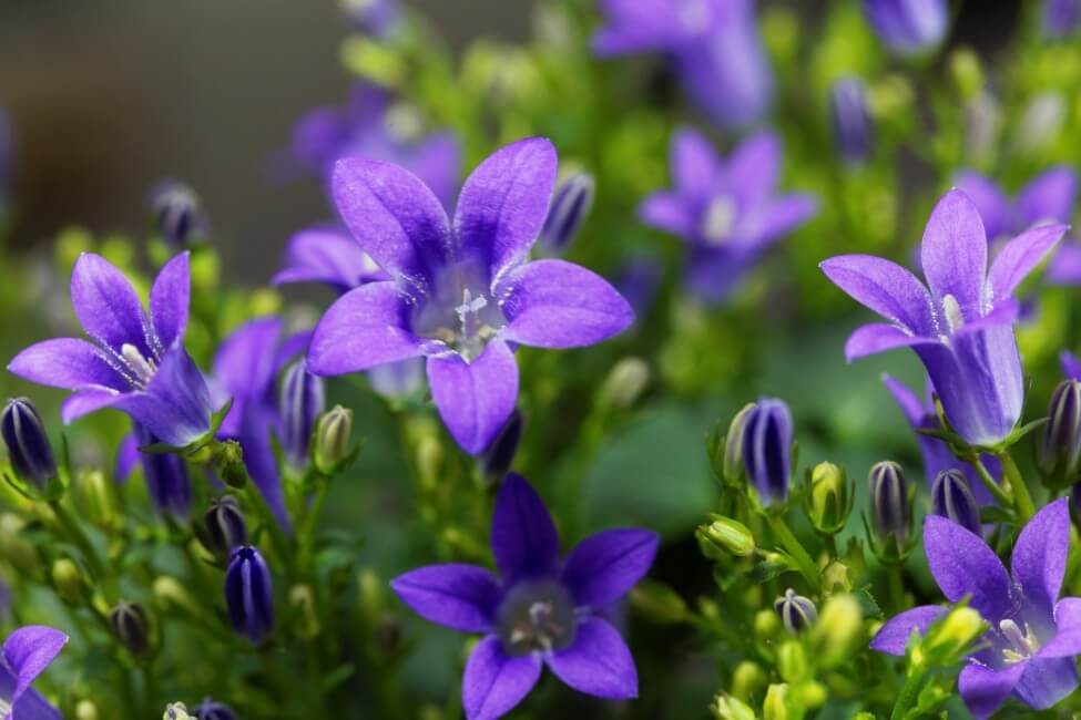 Bellflower (Campanula)