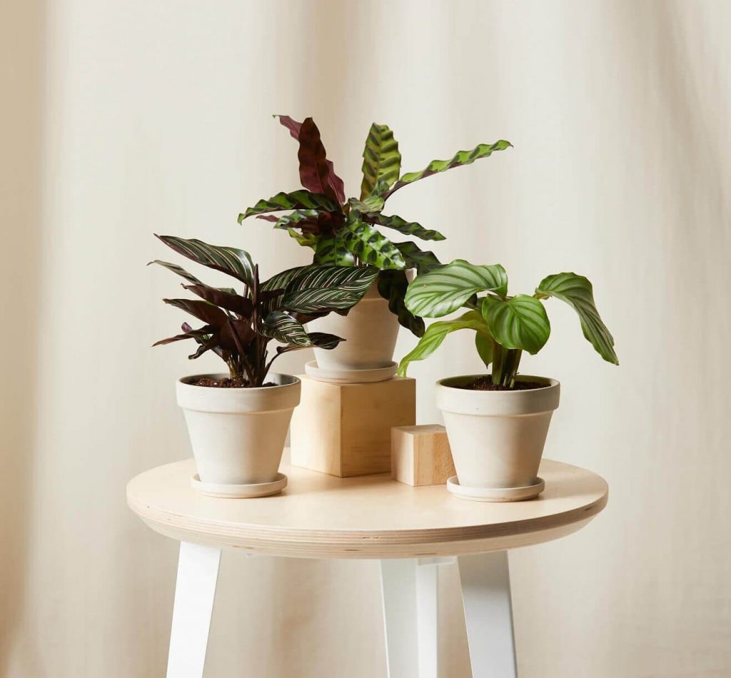 Bloomscape Prayer Plant Delivery