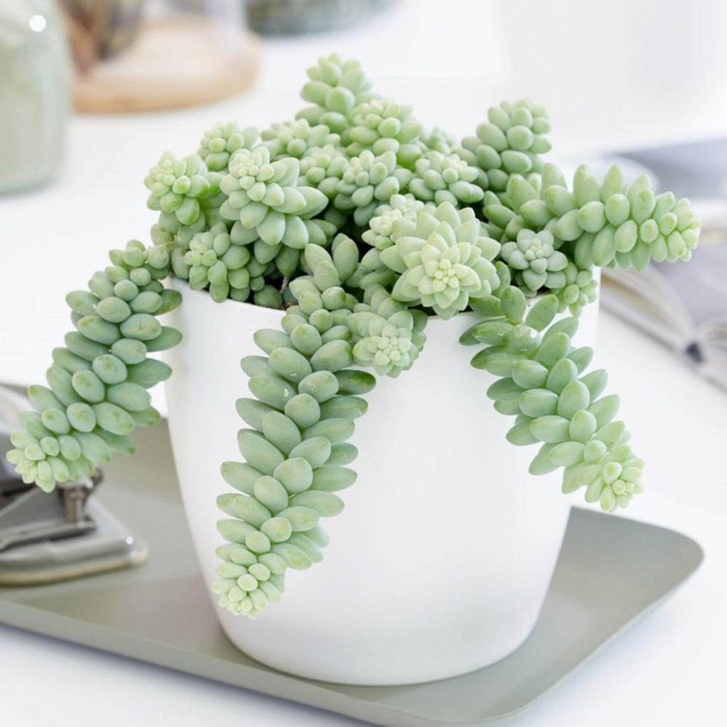 Burro’s Tail (Sedum Morganianum) Indoor Hanging Plant available at Etsy