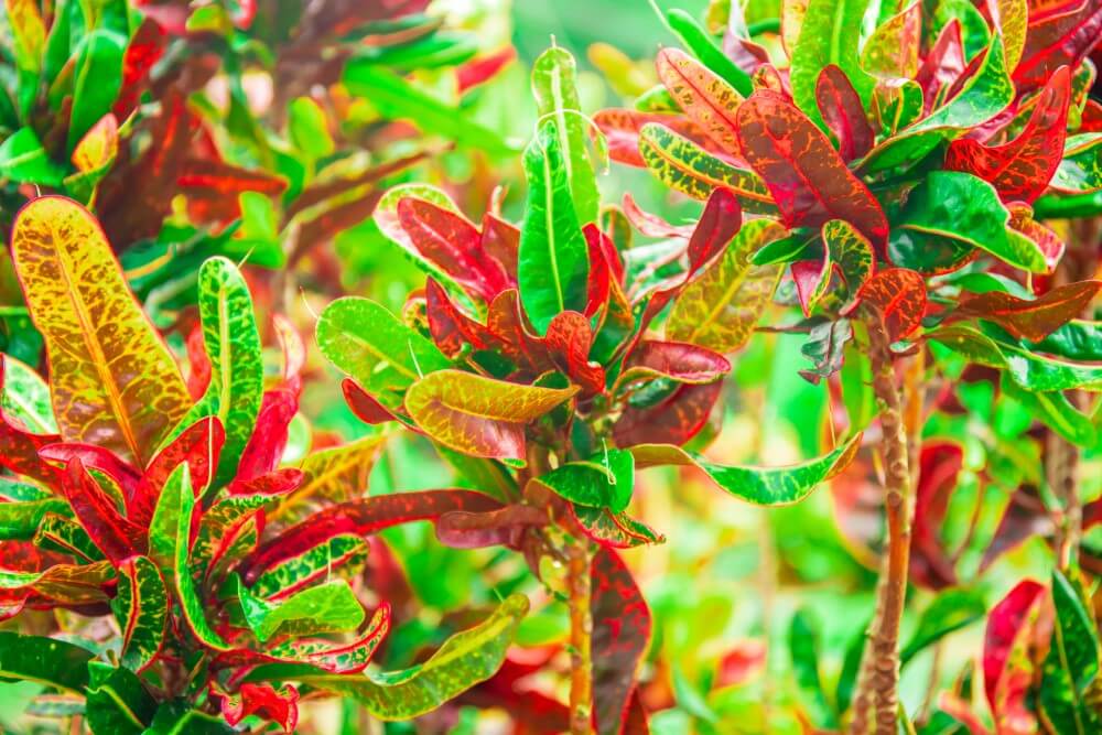 Bush on Fire Croton (Codiaeum variegatum ‘Bush on Fire’)