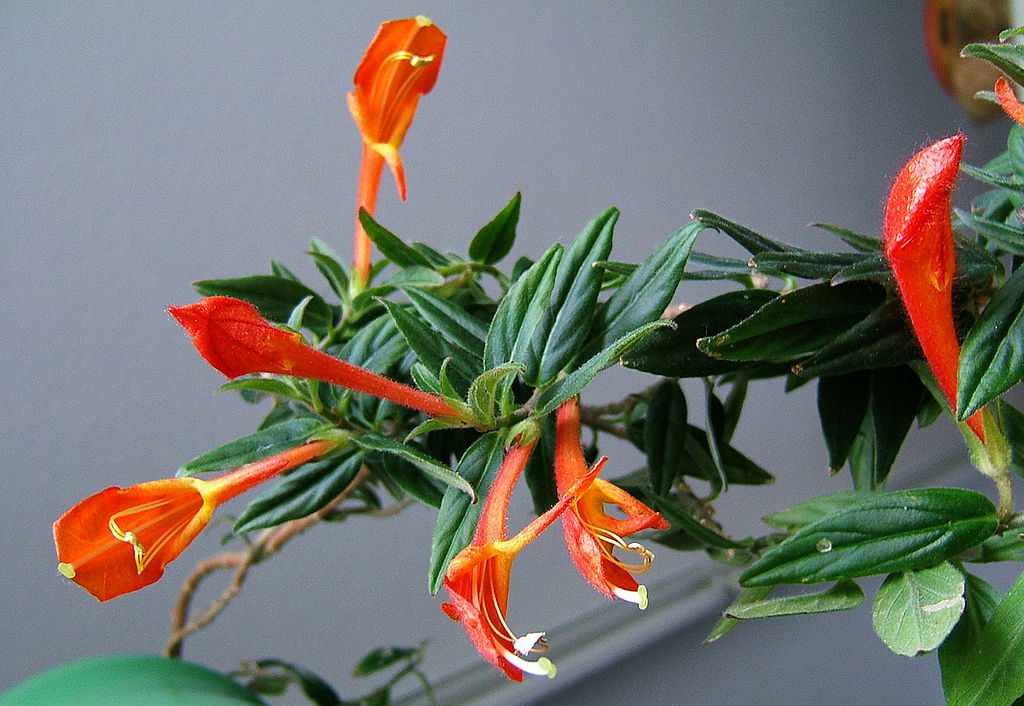 COLUMNEA