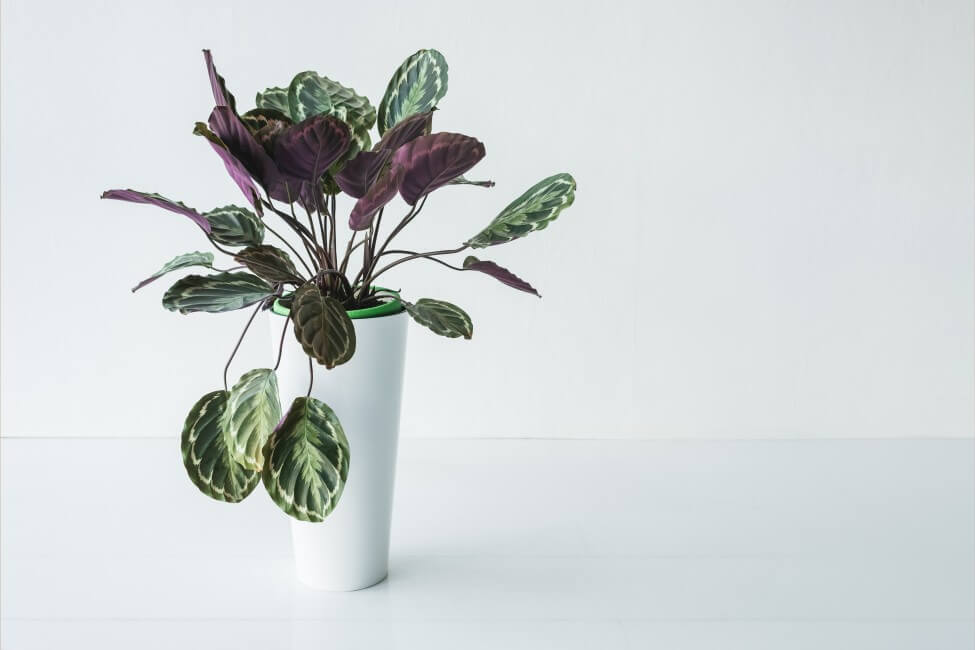 Calatheas (Calathea)