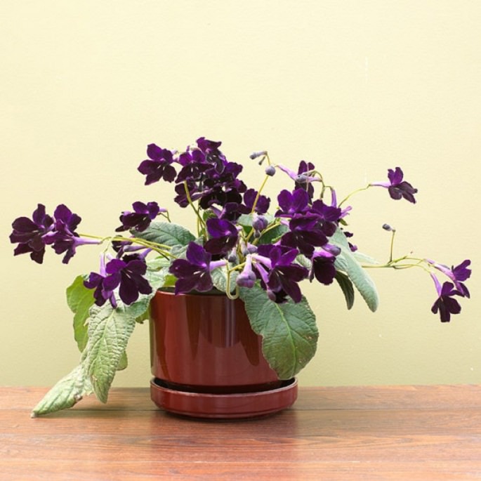 Cape Primrose