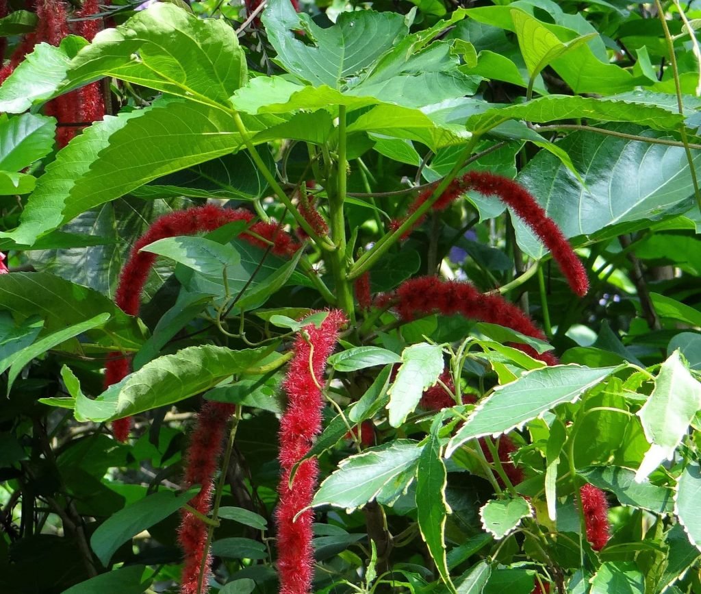 Cat's Tail Chenille Plant Best Indoor Houseplants for Hanging