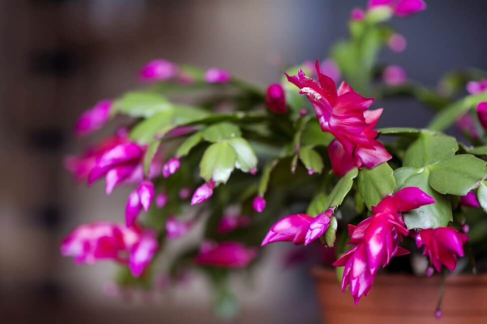 Christmas Cactus (Schlumbergera)