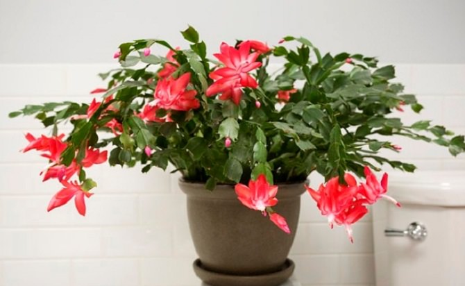Christmas Cactus