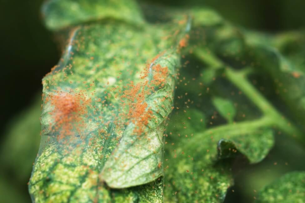 Common Pests