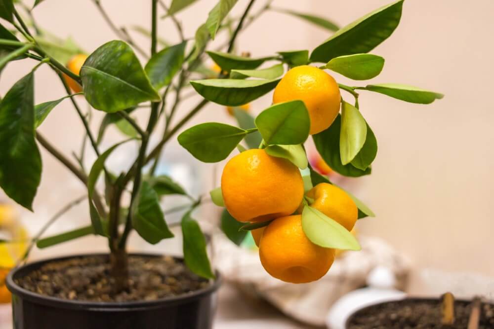 Common Problems, Pests, and Diseases