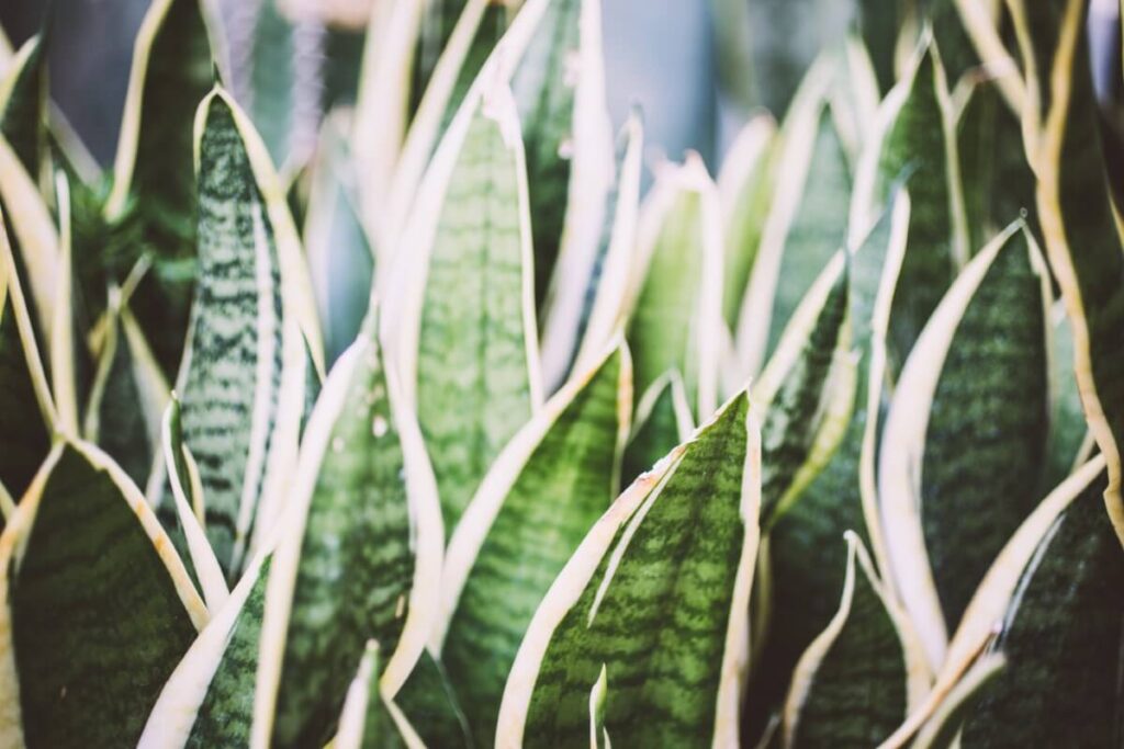 Common Snake Plant Problems, Pests, and Diseases