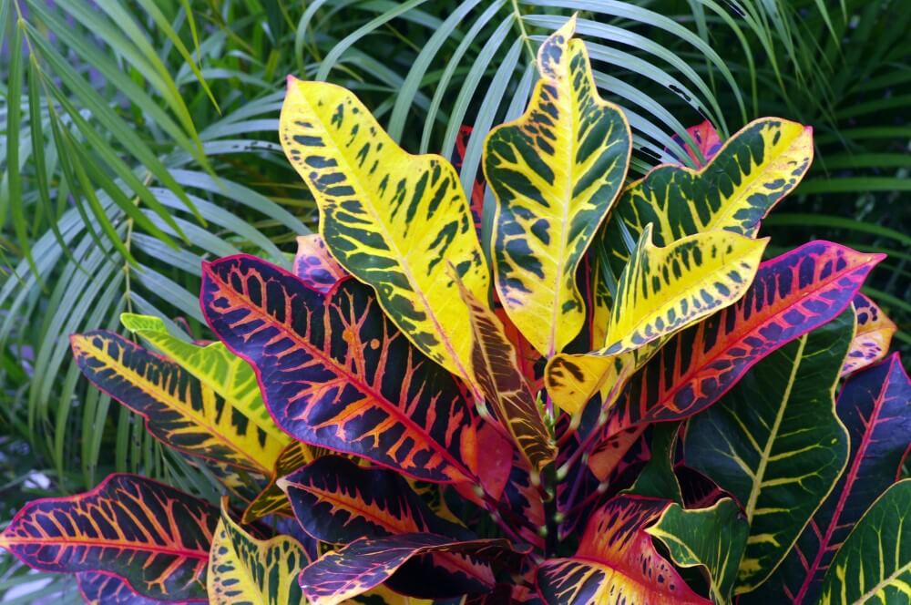Croton Magnificent (Codiaeum variegatum ‘Magnificent’)