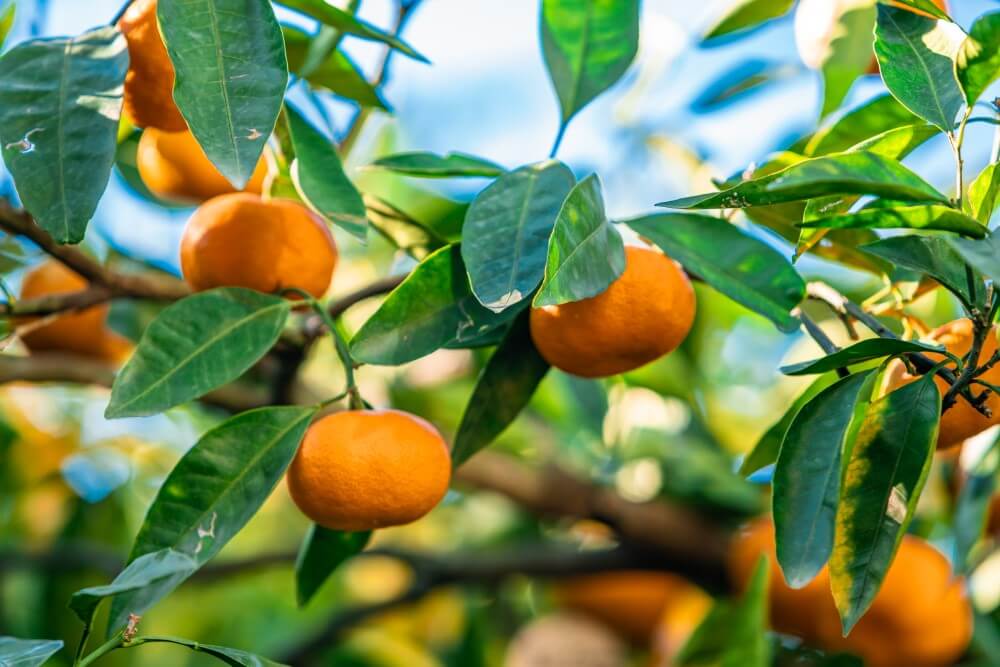 Dwarf Clementine (Citrus x clementina)