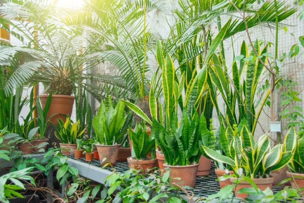Feeding and Fertilizing Your Snake Plant
