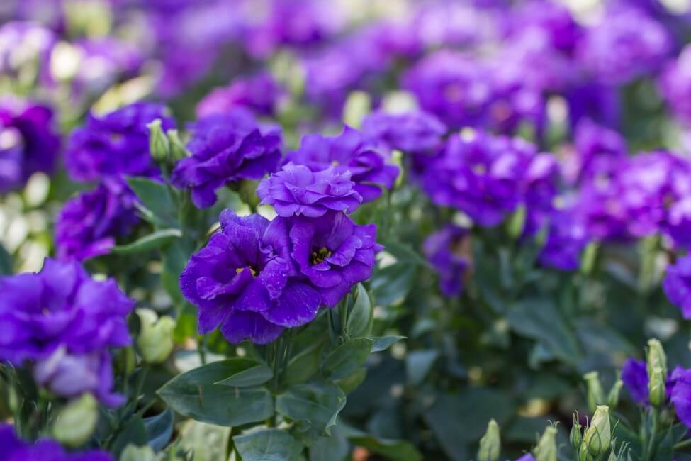Gloxinia