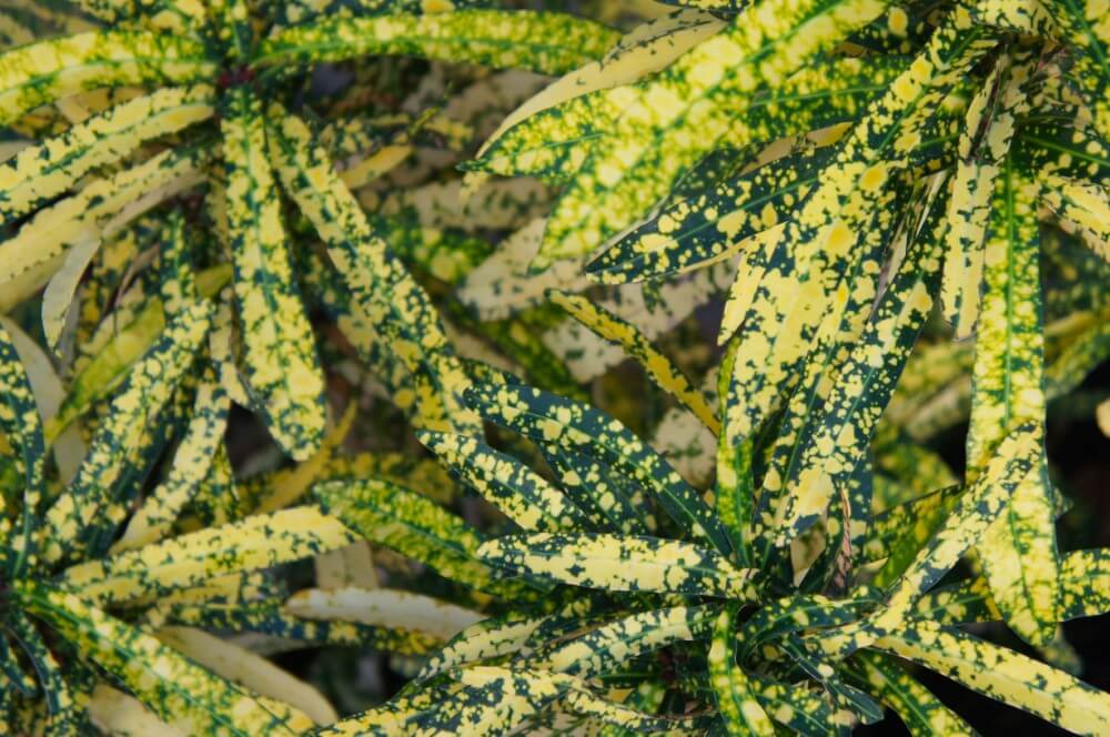 Gold Star Croton (Codiaeum variegatum ‘Gold Star’)