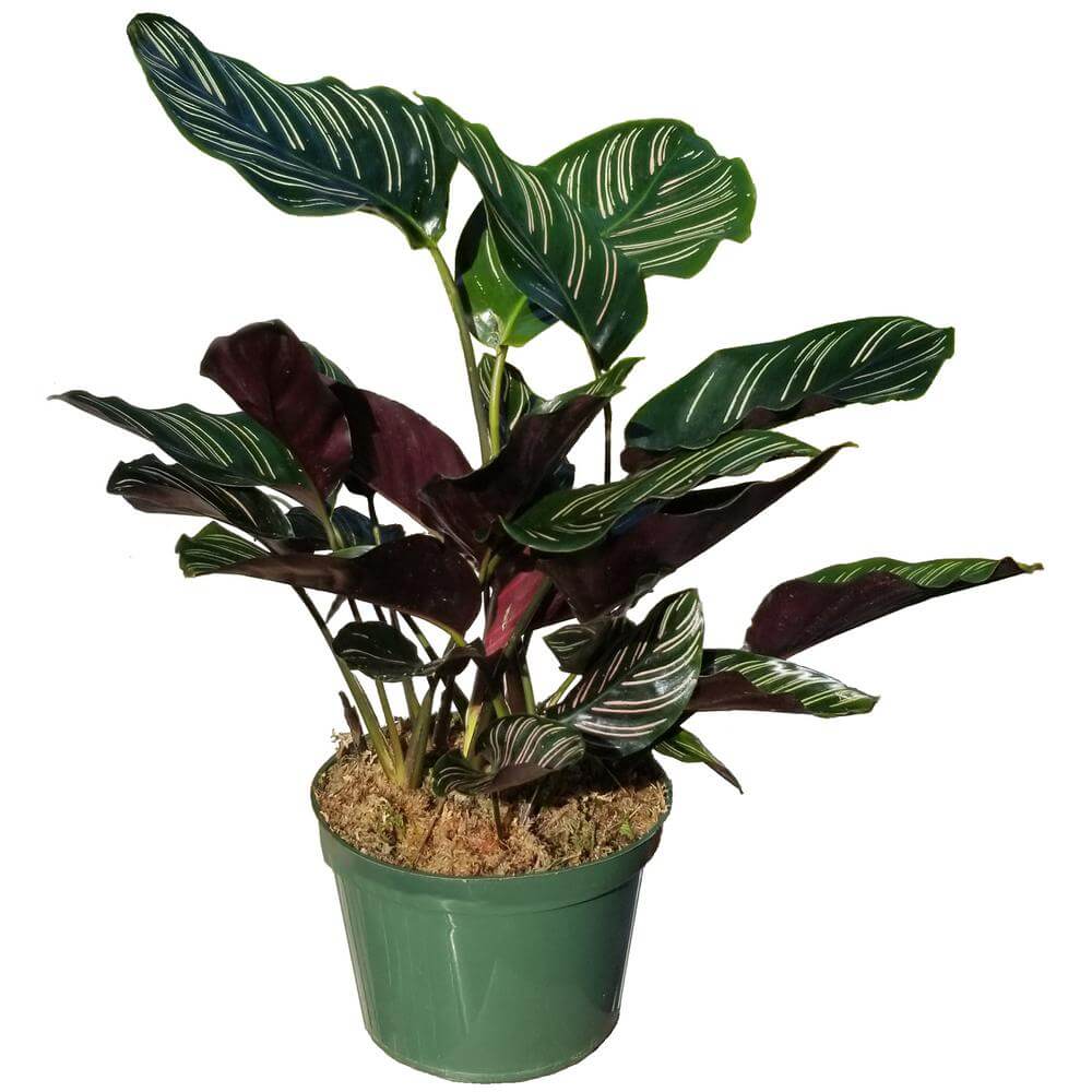Home Depot Prayer Plants