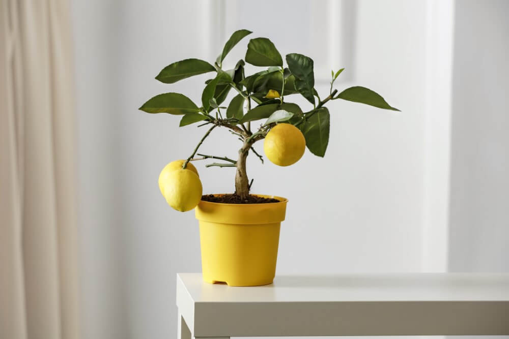 How to Care for Citrus Trees