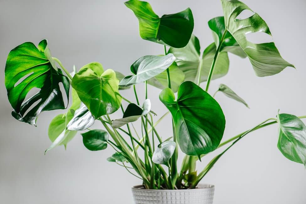 How to Grow Monstera Plants at Home