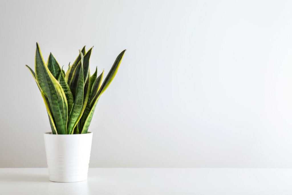How to Grow Snake Plants at Home