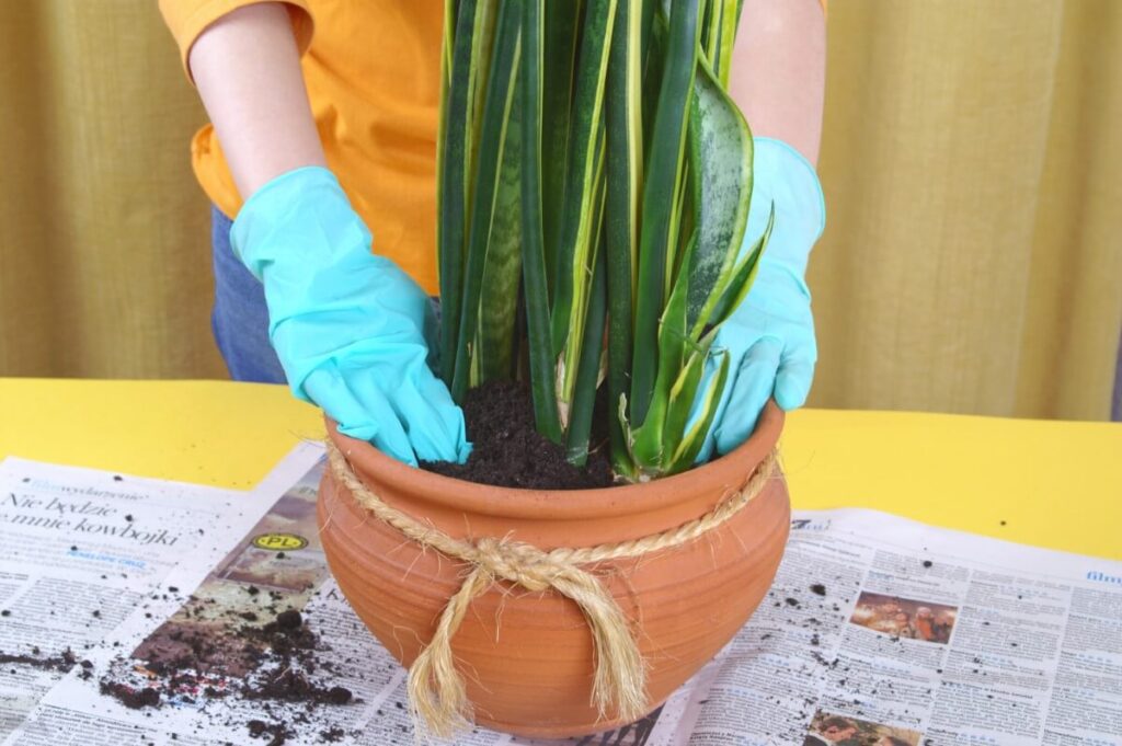 How to Plant a Snake Plant