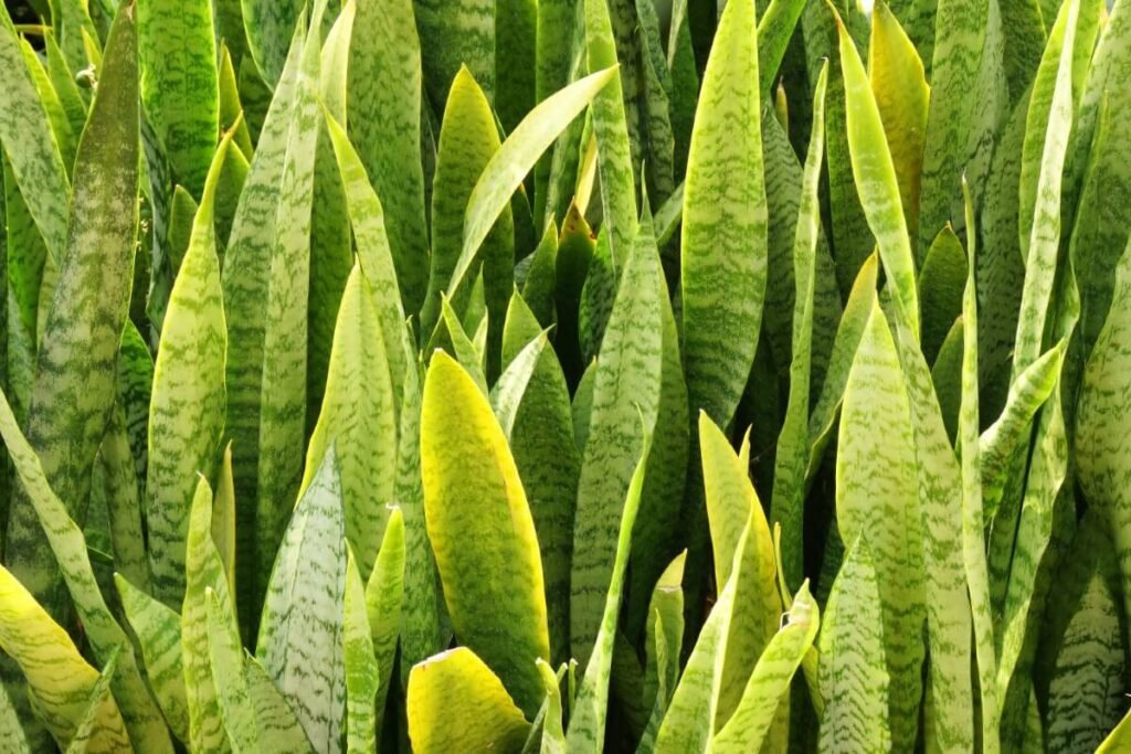 Indian Bowstring Hemp (Sansevieria zeylanica)