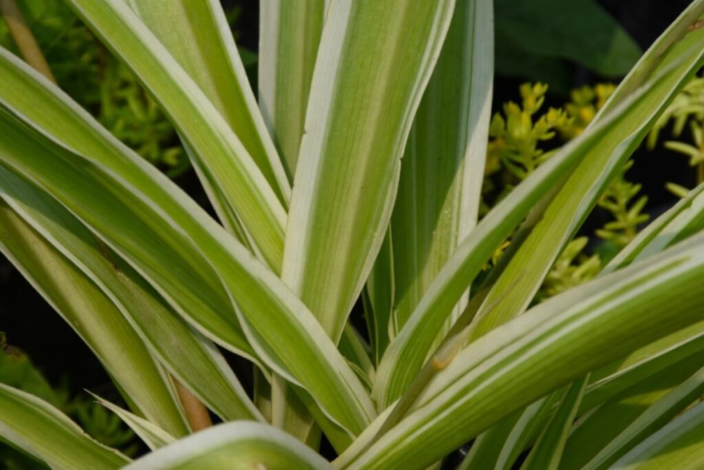 Kenya Hyacinth (Sansevieria parva)