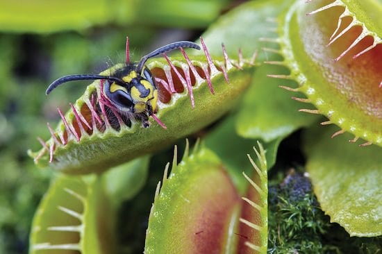 Mosquito Repelling Plants