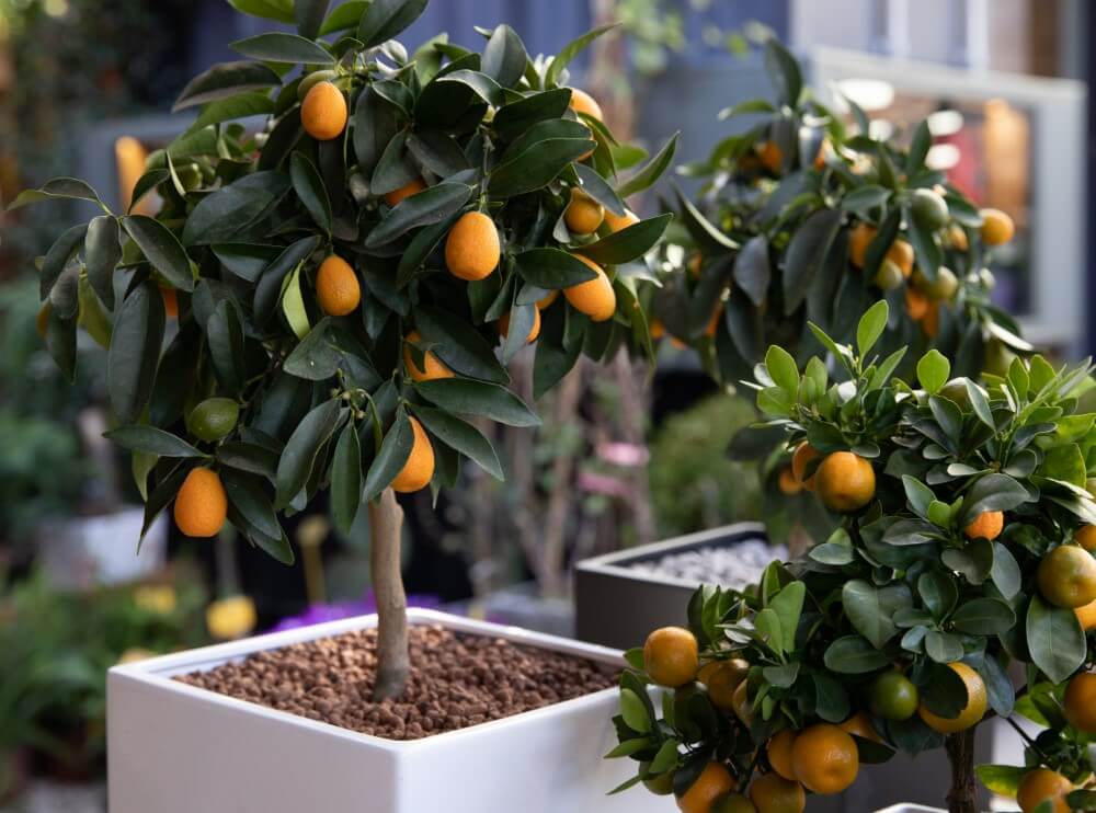 Kumquat (Citrus japonica)