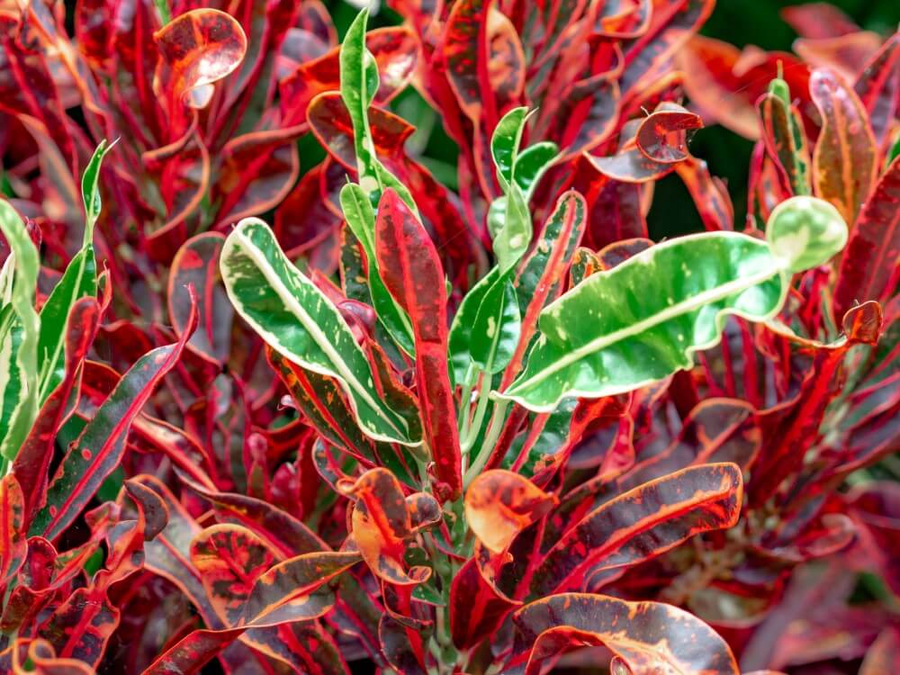Lauren’s Rainbow Croton (Codiaeum variegatum ‘Lauren’s Rainbow’)