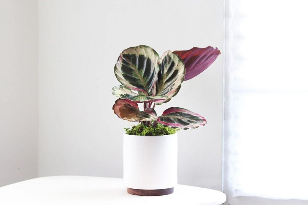 Leon and George Prayer Plant Delivery in the USA